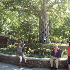 Gilroy Gardens-The tree, How'd they do that?.jpg