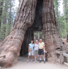 Mariposa Grove, Yosemite.jpg